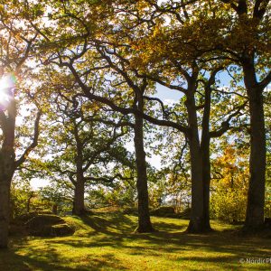 Solfylt skog - Digital