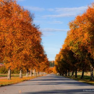 Høstallé - Digital