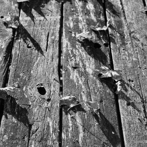 Blader på benk - Digital