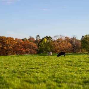 Kuer på engen - Digital