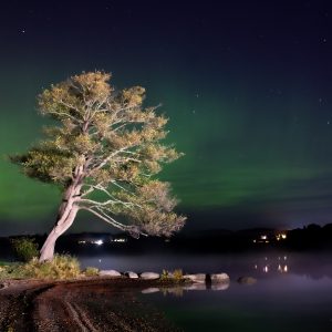 Nordlys bak tre - Digital